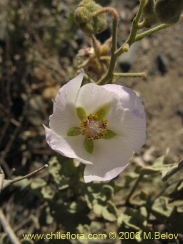 Imágen de Cristaria sp. #1611 (). Haga un clic para aumentar parte de imágen.