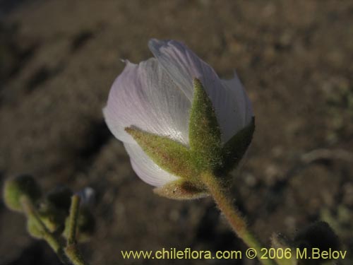 Imágen de Cristaria sp. #1611 (). Haga un clic para aumentar parte de imágen.