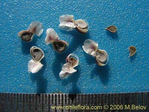 Image of Cristaria sp. #1611 (). Click to enlarge parts of image.