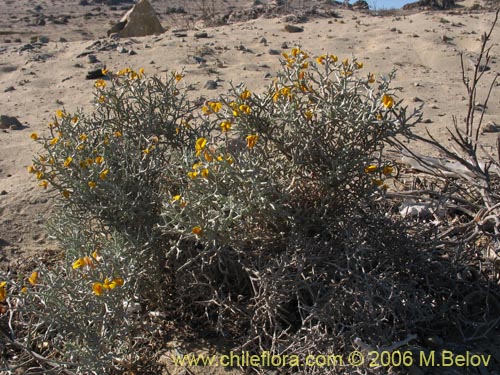 Imágen de Adesmia sp. #1612 (). Haga un clic para aumentar parte de imágen.