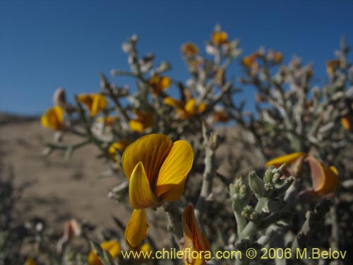 Imágen de Adesmia sp. #1612 (). Haga un clic para aumentar parte de imágen.