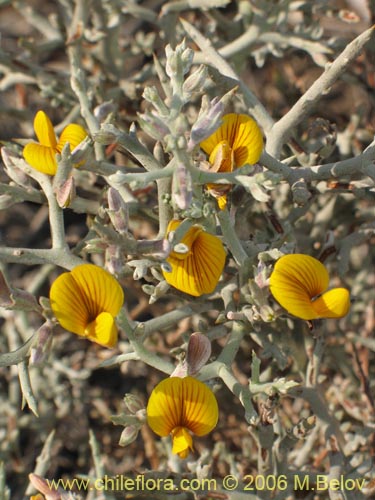 Bild von Adesmia sp. #1612 (). Klicken Sie, um den Ausschnitt zu vergrössern.