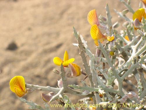 Imágen de Adesmia sp. #1612 (). Haga un clic para aumentar parte de imágen.