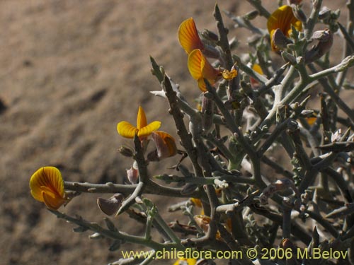 Imágen de Adesmia sp. #1612 (). Haga un clic para aumentar parte de imágen.