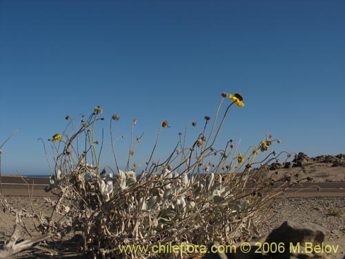 Encelia canescens的照片