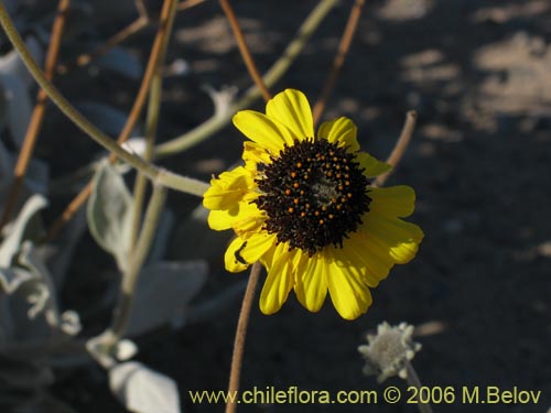 Bild von Encelia canescens (Coronilla del fraile). Klicken Sie, um den Ausschnitt zu vergrössern.