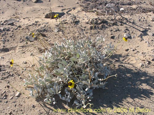 Imágen de Encelia canescens (Coronilla del fraile). Haga un clic para aumentar parte de imágen.