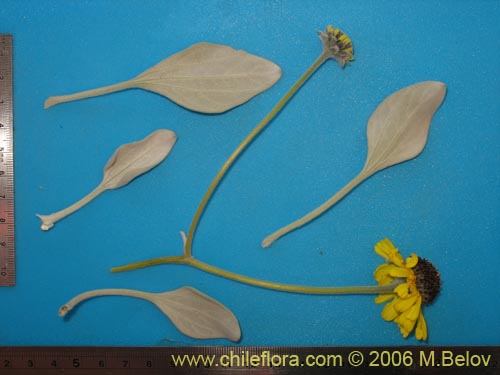 Image of Encelia canescens (Coronilla del fraile). Click to enlarge parts of image.