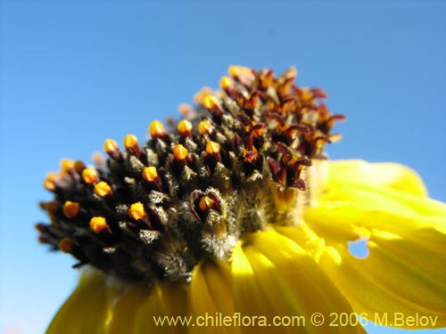 Bild von Encelia canescens (Coronilla del fraile). Klicken Sie, um den Ausschnitt zu vergrössern.