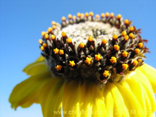 Image of Encelia canescens (Coronilla del fraile). Click to enlarge parts of image.