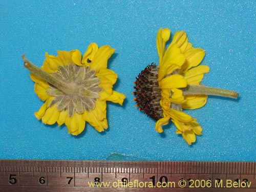 Bild von Encelia canescens (Coronilla del fraile). Klicken Sie, um den Ausschnitt zu vergrössern.