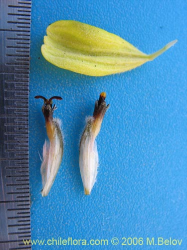 Image of Encelia canescens (Coronilla del fraile). Click to enlarge parts of image.