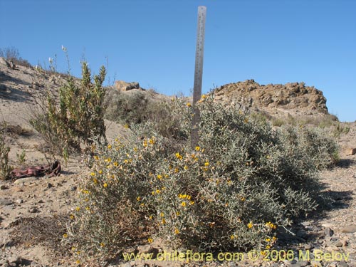 Imágen de Adesmia sp. #1612 (). Haga un clic para aumentar parte de imágen.