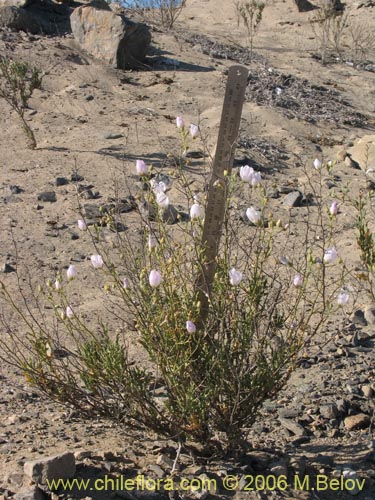 Imágen de Malvaceae sp. #1894 (). Haga un clic para aumentar parte de imágen.