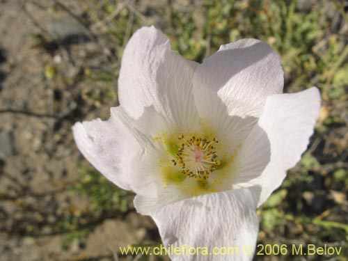 Imágen de Malvaceae sp. #1894 (). Haga un clic para aumentar parte de imágen.