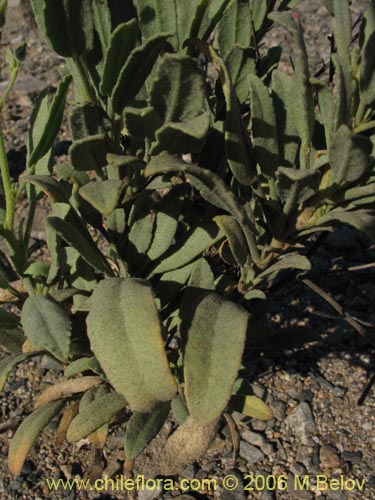 Image of Malvaceae sp. #1894 (). Click to enlarge parts of image.