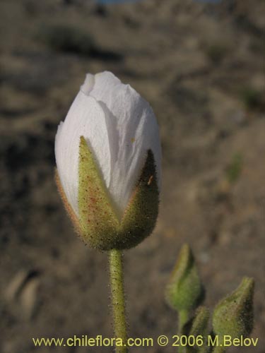 Malvaceae sp. #1894の写真