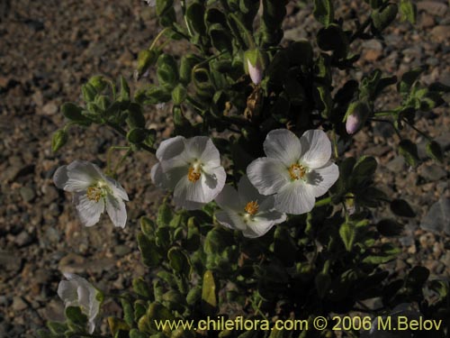 Imágen de Malvaceae sp. #1894 (). Haga un clic para aumentar parte de imágen.
