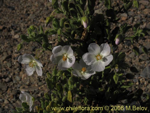 Malvaceae sp. #1894の写真