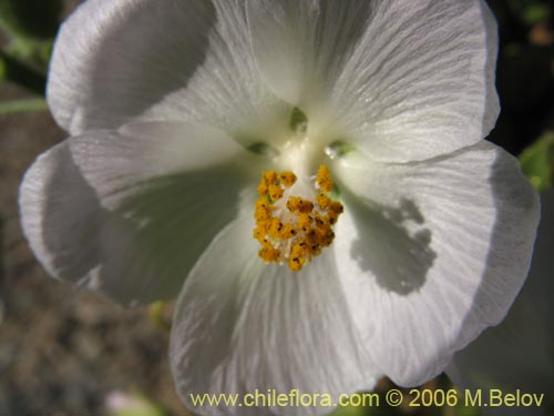 Imágen de Malvaceae sp. #1894 (). Haga un clic para aumentar parte de imágen.