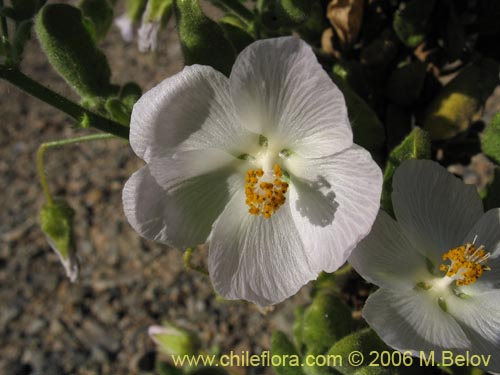 Malvaceae sp. #1894의 사진