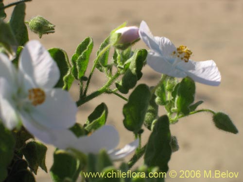 Bild von Malvaceae sp. #1894 (). Klicken Sie, um den Ausschnitt zu vergrössern.