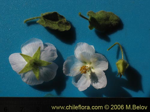 Imágen de Malvaceae sp. #1894 (). Haga un clic para aumentar parte de imágen.