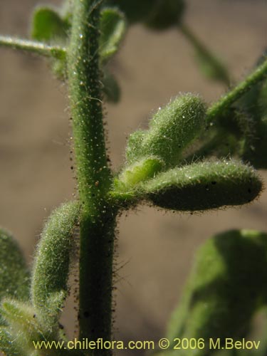 Imágen de Malvaceae sp. #1894 (). Haga un clic para aumentar parte de imágen.