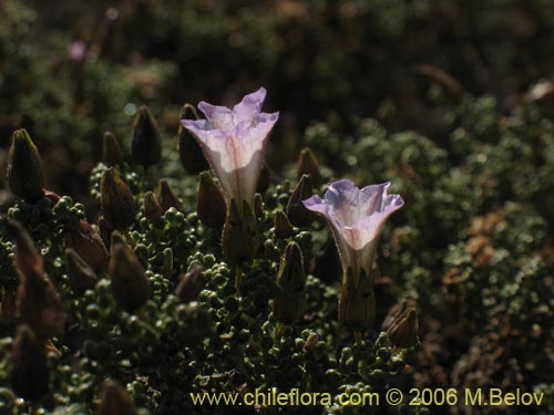 Bild von Nolana sp. #2391 (). Klicken Sie, um den Ausschnitt zu vergrössern.