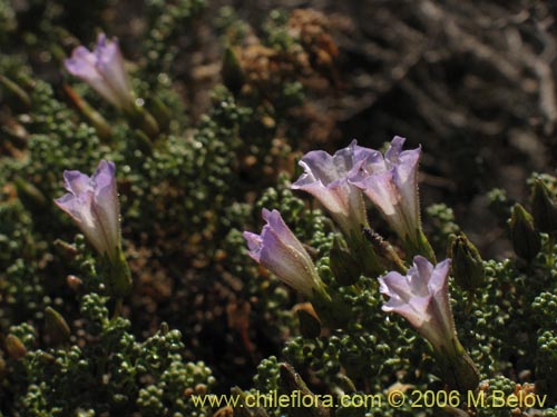 Bild von Nolana sp. #2391 (). Klicken Sie, um den Ausschnitt zu vergrössern.