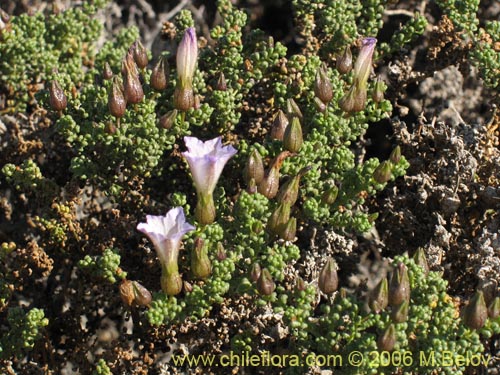 Bild von Nolana sp. #2391 (). Klicken Sie, um den Ausschnitt zu vergrössern.