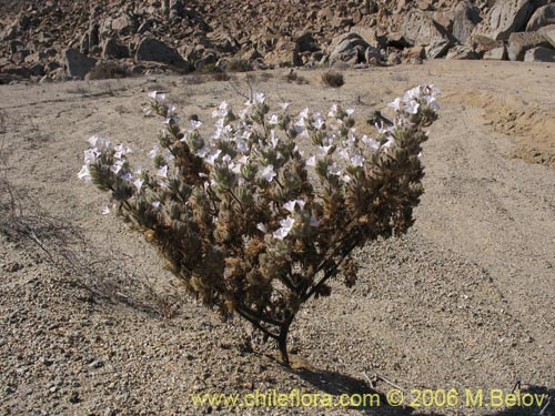 Imágen de Nolana aplocaryoides (). Haga un clic para aumentar parte de imágen.