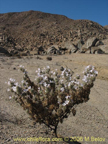 Imágen de Nolana aplocaryoides (). Haga un clic para aumentar parte de imágen.