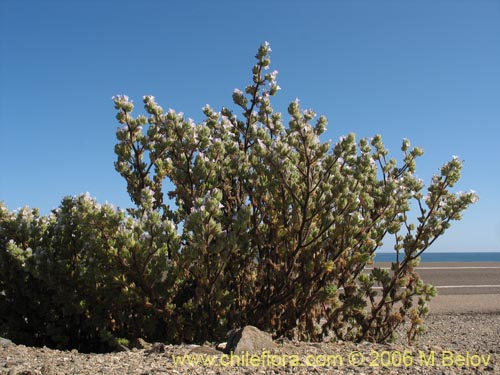 Imágen de Nolana aplocaryoides (). Haga un clic para aumentar parte de imágen.