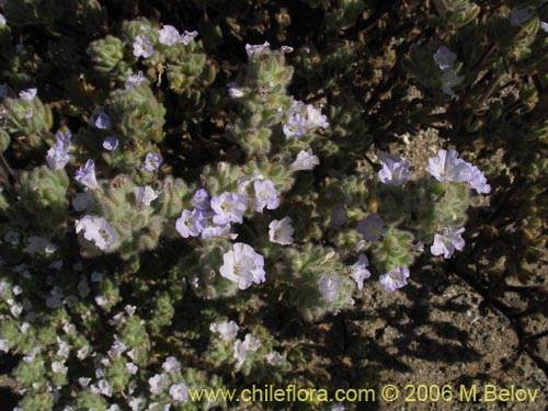 Imágen de Nolana aplocaryoides (). Haga un clic para aumentar parte de imágen.