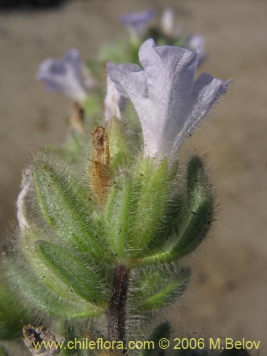 Imágen de Nolana aplocaryoides (). Haga un clic para aumentar parte de imágen.