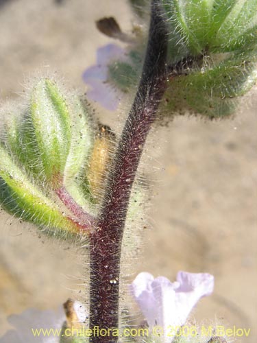 Imágen de Nolana aplocaryoides (). Haga un clic para aumentar parte de imágen.