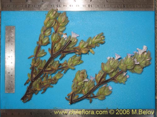 Image of Nolana aplocaryoides (). Click to enlarge parts of image.