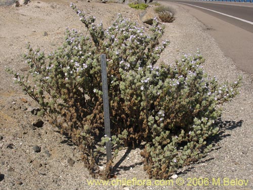 Imágen de Nolana aplocaryoides (). Haga un clic para aumentar parte de imágen.