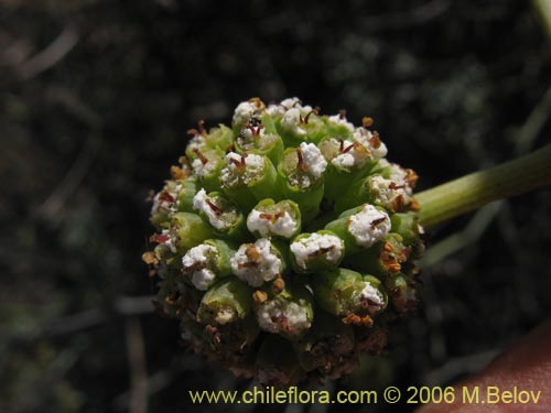 Bild von Asteriscium sp. #2392 (). Klicken Sie, um den Ausschnitt zu vergrössern.