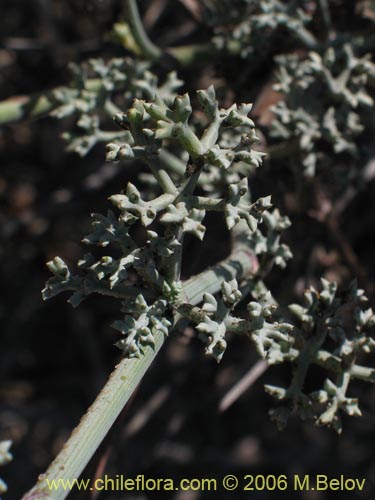 Bild von Asteriscium sp. #2392 (). Klicken Sie, um den Ausschnitt zu vergrössern.