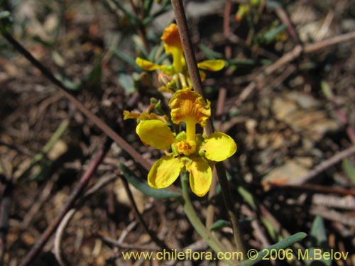 Dinemagonum ericoidesの写真