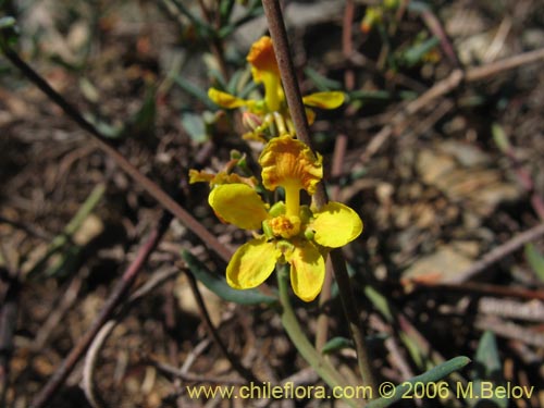 Bild von Dinemagonum ericoides (Té de burro). Klicken Sie, um den Ausschnitt zu vergrössern.