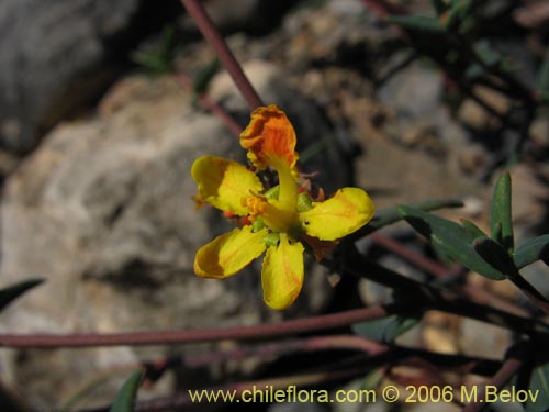Imágen de Dinemagonum ericoides (Té de burro). Haga un clic para aumentar parte de imágen.
