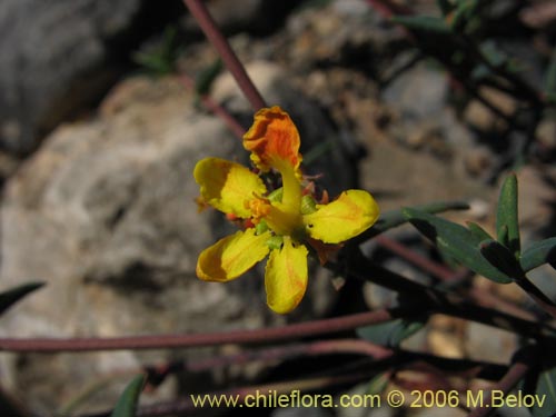 Bild von Dinemagonum ericoides (Té de burro). Klicken Sie, um den Ausschnitt zu vergrössern.