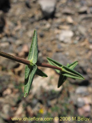 Bild von Dinemagonum ericoides (Té de burro). Klicken Sie, um den Ausschnitt zu vergrössern.