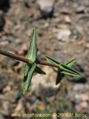 Imágen de Dinemagonum ericoides (Té de burro). Haga un clic para aumentar parte de imágen.