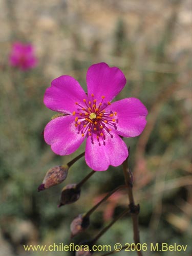 Calandrinia sp. #1613の写真