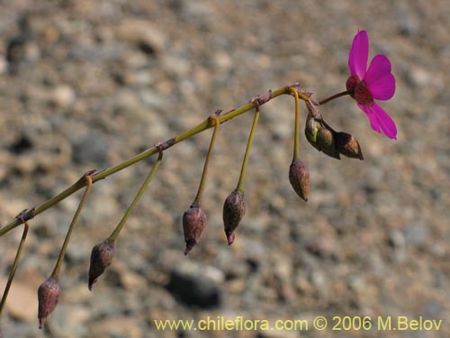 Imágen de Calandrinia sp. #1613 (). Haga un clic para aumentar parte de imágen.