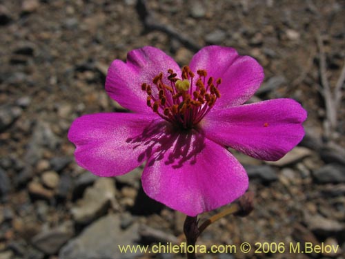 Calandrinia sp. #1613的照片